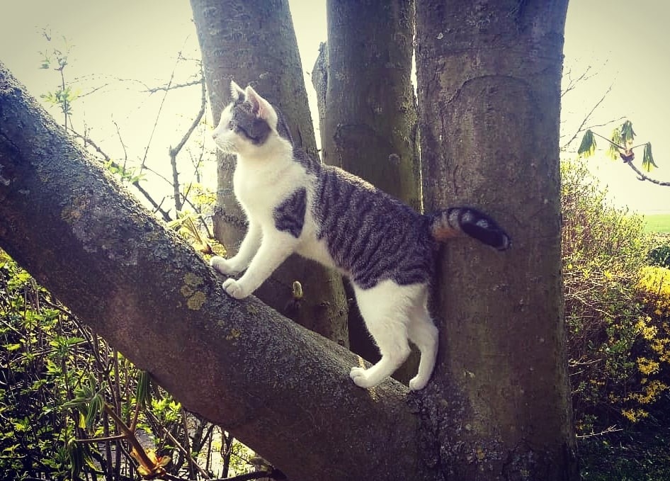 Pippin up in the tree